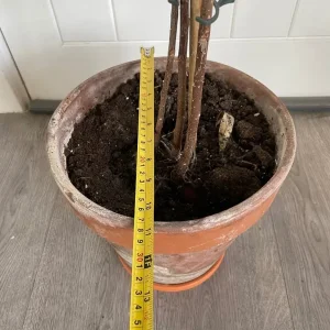 Large ficus alii in terracotta pot - Image 4