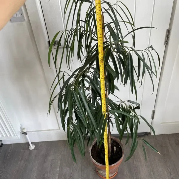 Large ficus alii in terracotta pot