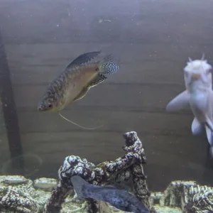 Fishtank and Unit - Image 5