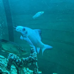 Fishtank and Unit - Image 6