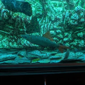 Fishtank and Unit - Image 7