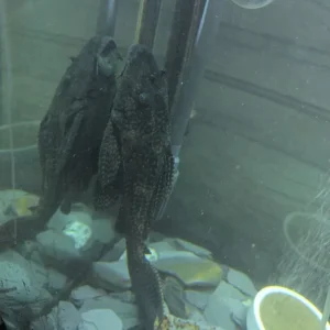 Fishtank and Unit - Image 8
