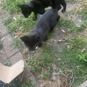 3 Half Bengal Kittens and 2 Black and White Kittens - Image 2