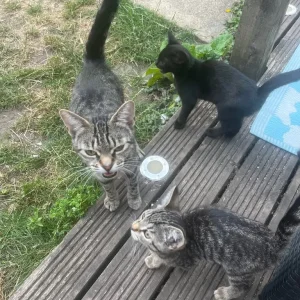 3 Half Bengal Kittens and 2 Black and White Kittens - Image 3