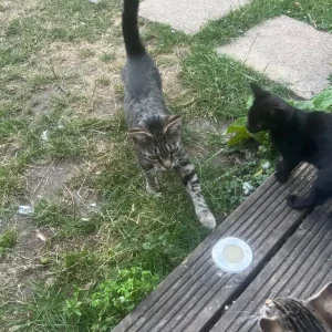 3 Half Bengal Kittens and 2 Black and White Kittens - Image 4