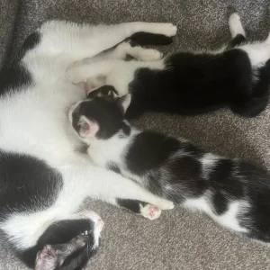 3 Half Bengal Kittens and 2 Black and White Kittens