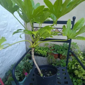 Fatsia Japonica - Image 2