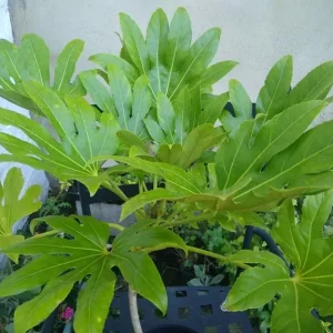 Fatsia Japonica - Image 3