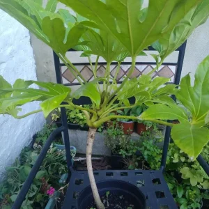 Fatsia Japonica - Image 4