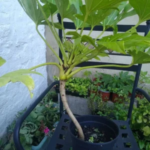 Fatsia Japonica - Image 5