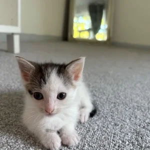 Two playful kittens ready to go - Image 2