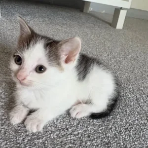 Two playful kittens ready to go - Image 3