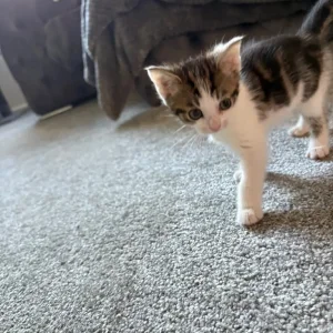 Two playful kittens ready to go - Image 4