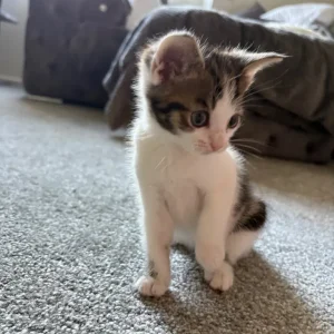 Two playful kittens ready to go - Image 5