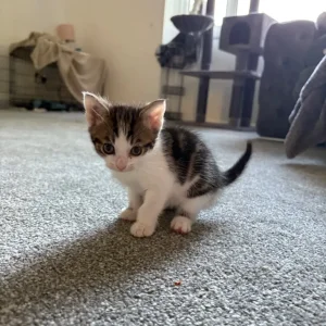 Two playful kittens ready to go - Image 6