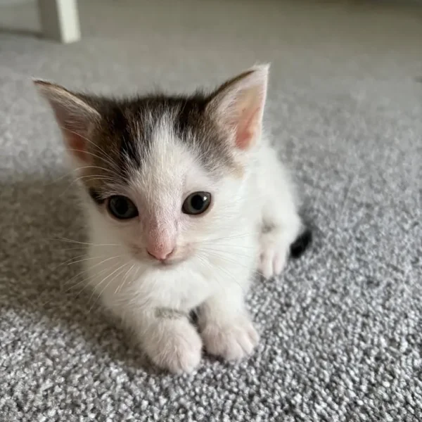Two playful kittens ready to go