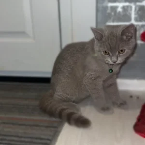 British shorthair kittens - Image 2
