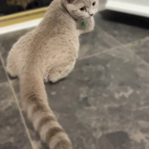 British shorthair kittens - Image 3