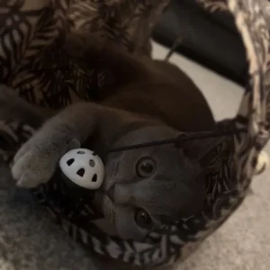 British shorthair kittens - Image 4