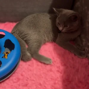 British shorthair kittens - Image 5