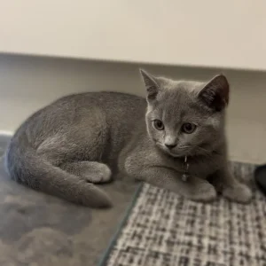 British shorthair kittens - Image 6