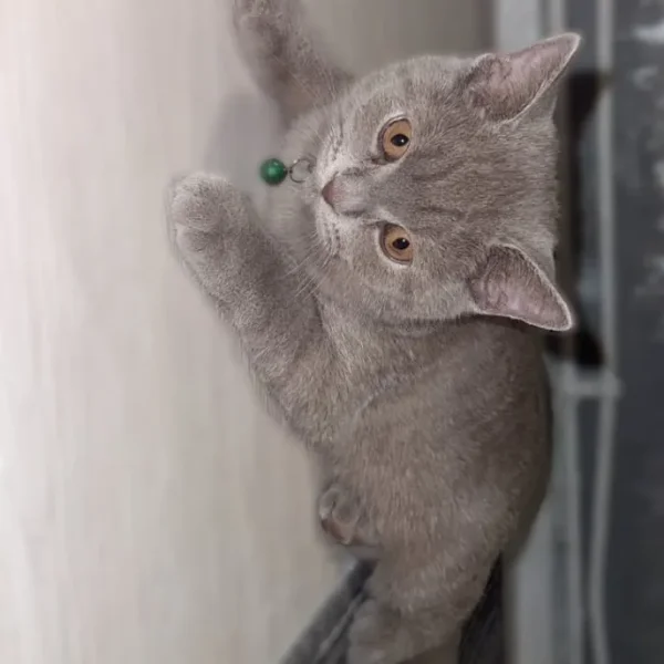 British shorthair kittens