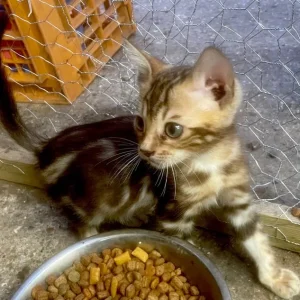 3 beautiful pure bengals - Image 2