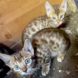 3 beautiful pure bengals - Image 3
