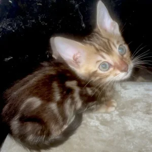 3 beautiful pure bengals - Image 4