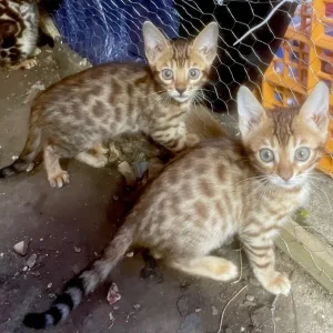 3 beautiful pure bengals