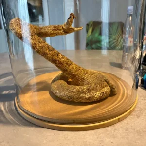 Texas Western Diamond Back Rattlesnake - Image 2