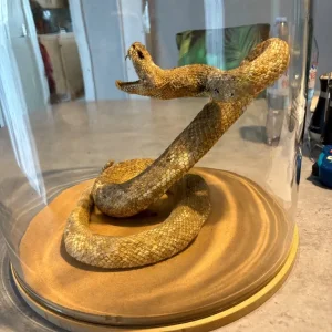Texas Western Diamond Back Rattlesnake - Image 4
