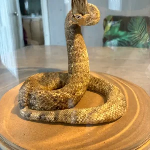 Texas Western Diamond Back Rattlesnake
