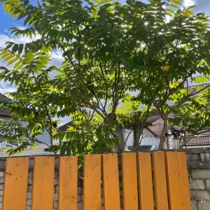 Staghorn Sumac Rhus Tree - Image 2