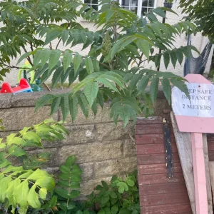 Staghorn Sumac Rhus Tree - Image 4