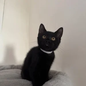 Mix BSH kitten - Image 2