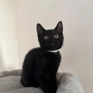 Mix BSH kitten - Image 3
