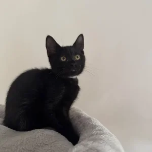 Mix BSH kitten - Image 4