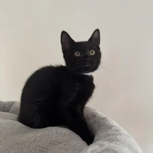 Mix BSH kitten - Image 5