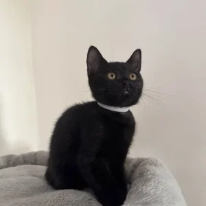 Mix BSH kitten - Image 6