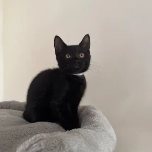 Mix BSH kitten - Image 7