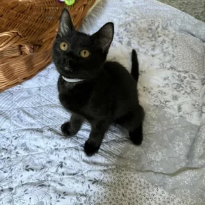 Mix BSH kitten - Image 8
