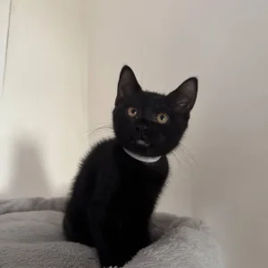 Mix BSH kitten