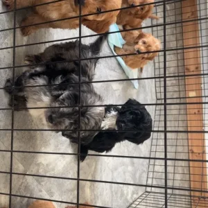 F1 cockapoo puppies - Image 2