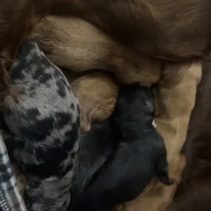 F1 cockapoo puppies - Image 5