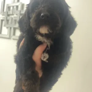 F1 cockapoo puppies - Image 6