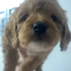 F1 cockapoo puppies - Image 7
