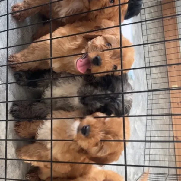 F1 cockapoo puppies