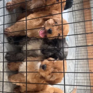 F1 cockapoo puppies