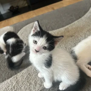 2 kittens and their 2-year-old mum cat - Image 2